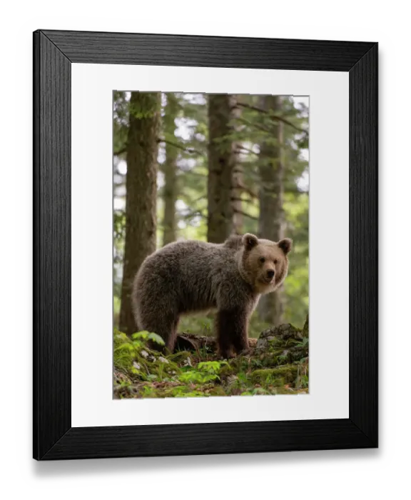 Framed Print : A European brown bear, Ursus arctos, standing and looking at the camera. Notranjska forest, Inner Carniola, Slovenia Framed Print : A European brown bear, Ursus arctos, standing and looking at the camera. Notranjska forest, Inner Carniola, Slovenia