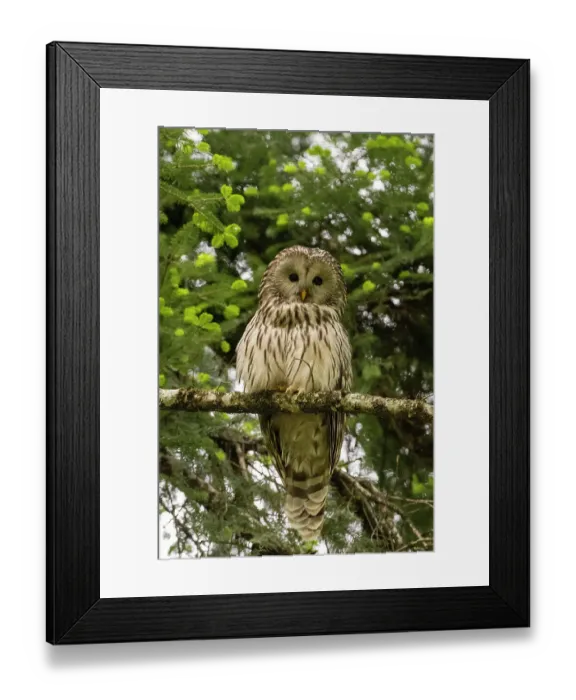 Framed Print : An Ural owl, Strix uralensis, perching on a tree branch and looking at the camera. Notranjska forest, Inner Carniola, Slovenia Framed Print : An Ural owl, Strix uralensis, perching on a tree branch and looking at the camera. Notranjska forest, Inner Carniola, Slovenia