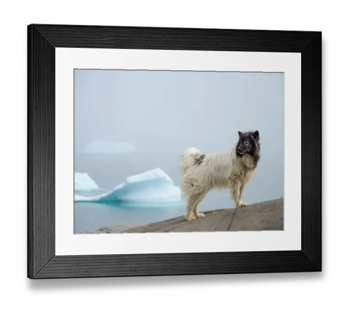 Framed Print : Sled dog in the small town Uummannaq. During winter the dogs are still used as dog teams to pull sledges of fishermen. Greenland, Danish Territory