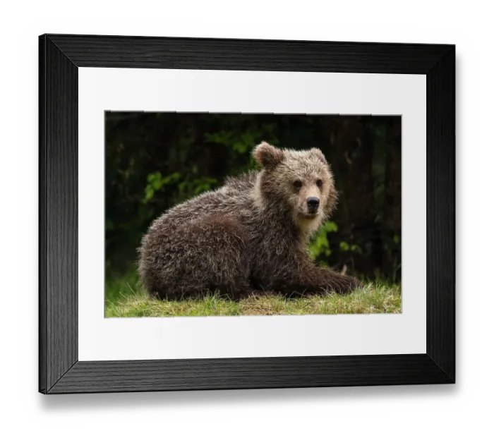 Framed Print : A young European brown bear, Ursus arctos, looking at the camera. Notranjska, Slovenia