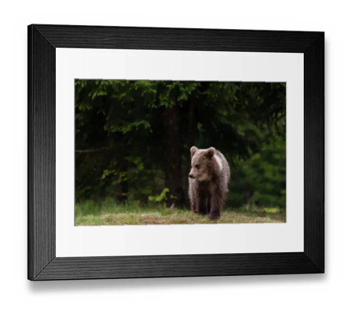 Framed Print : A young European brown bear, Ursus arctos, walking. Notranjska, Slovenia