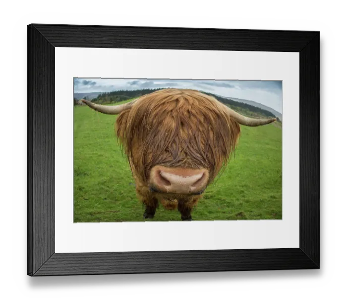 Framed Print : Great Britain, Scotland. Close-up of highland cow Framed Print : Great Britain, Scotland. Close-up of highland cow