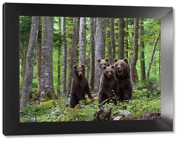 A female European brown bear, Ursus arctos, and her three cubs. Notranjska, Slovenia