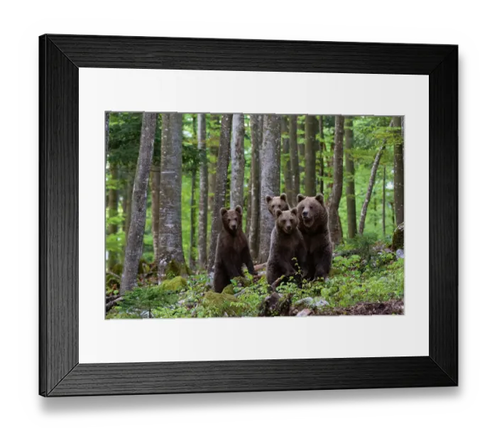 Framed Print : A female European brown bear, Ursus arctos, and her three cubs. Notranjska, Slovenia Framed Print : A female European brown bear, Ursus arctos, and her three cubs. Notranjska, Slovenia