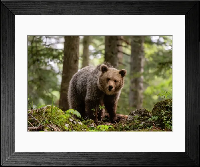 Framed Print : A European brown bear, Ursus arctos, standing and looking at the camera. Notranjska forest, Inner Carniola, Slovenia Framed Print : A European brown bear, Ursus arctos, standing and looking at the camera. Notranjska forest, Inner Carniola, Slovenia