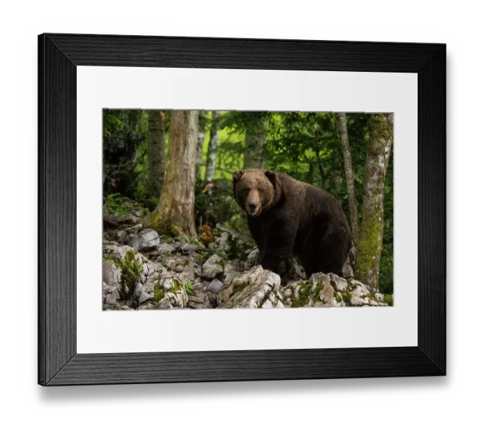 Framed Print : A European brown bear, Ursus arctos, standing and looking at the camera. Notranjska, Slovenia