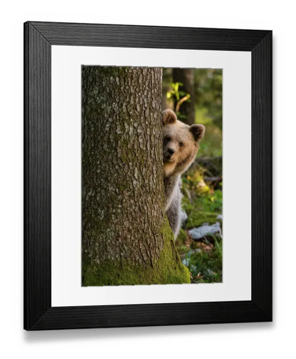 Framed Print : A European brown bear looks at the camera from behind a tree in Notranjska forest, Slovenia, where over 600 European bears live. Image taken from a hide. Notranjska forest, Inner Carniola, Slovenia Framed Print : A European brown bear looks at the camera from behind a tree in Notranjska forest, Slovenia, where over 600 European bears live. Image taken from a hide. Notranjska forest, Inner Carniola, Slovenia
