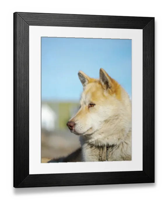 Framed Print : Sled dog in the small town Uummannaq. During winter the dogs are still used as dog teams to pull sledges of fishermen. Greenland, Danish Territory