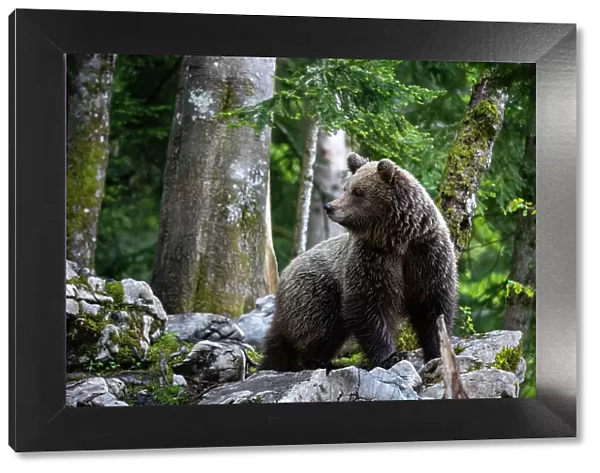 Portrait of a European brown bear, Ursus arctos, in the Slovenian forest. Notranjska, Slovenia