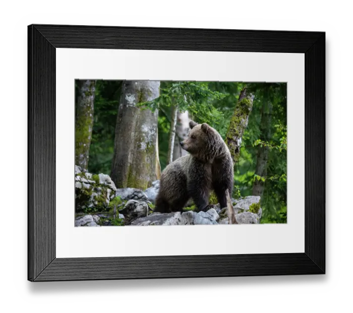 Framed Print : Portrait of a European brown bear, Ursus arctos, in the Slovenian forest. Notranjska, Slovenia Framed Print : Portrait of a European brown bear, Ursus arctos, in the Slovenian forest. Notranjska, Slovenia