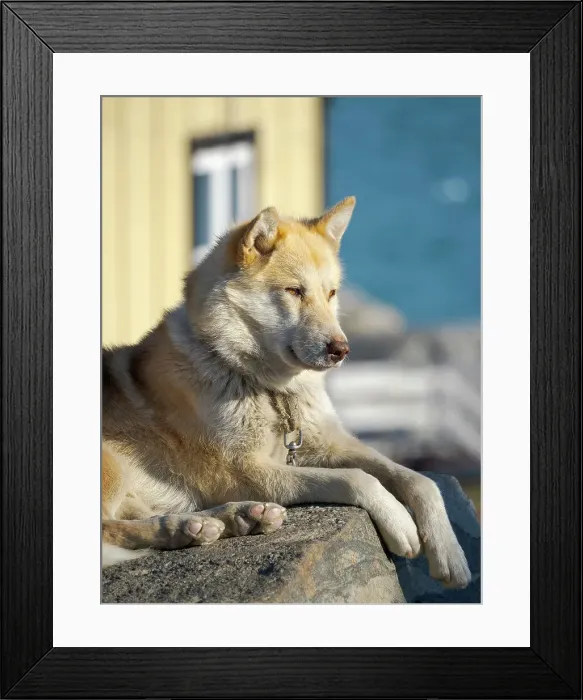 Framed Print : Sled dog in the small town Uummannaq. During winter the dogs are still used as dog teams to pull sledges of fishermen. Greenland, Danish Territory