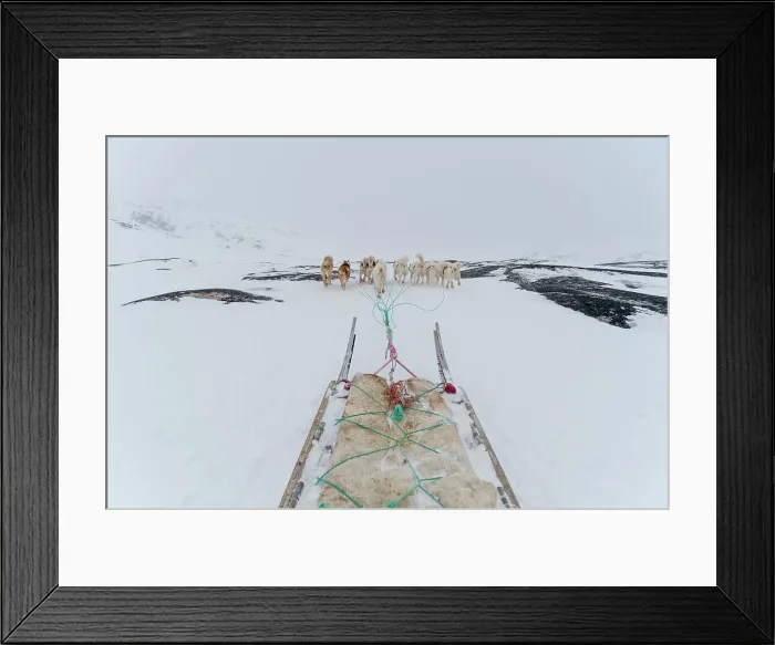 Framed Print : Greenland dogs pulling a dog sled. Ilulissat, Greenland Framed Print : Greenland dogs pulling a dog sled. Ilulissat, Greenland