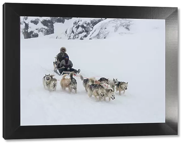 A dog sled during a snow storm. Ilulissat, Greenland. (Editorial Use Only)