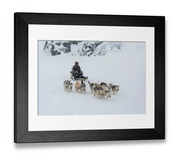 Framed Print : A dog sled during a snow storm. Ilulissat, Greenland. (Editorial Use Only) Framed Print : A dog sled during a snow storm. Ilulissat, Greenland. (Editorial Use Only)