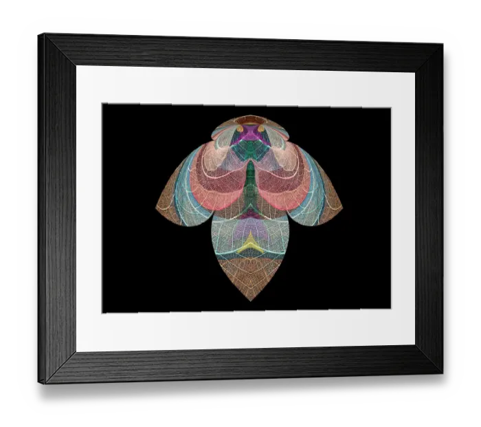 Framed Print : Multi-colored skeleton leaves arranged on black background Framed Print : Multi-colored skeleton leaves arranged on black background