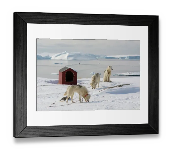 Framed Print : Greenland dogs, a breed of husky, with Disko Bay in the background. Ilulissat, Greenland Framed Print : Greenland dogs, a breed of husky, with Disko Bay in the background. Ilulissat, Greenland