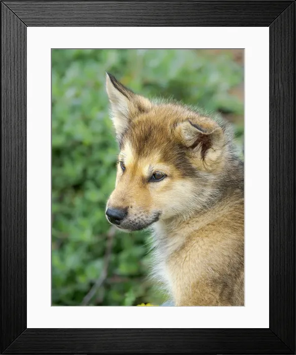 Framed Print : Sled dog puppy in the small town Uummannaq. During winter the dogs are still used as dog teams to pull sledges of fishermen. Greenland, Danish Territory Framed Print : Sled dog puppy in the small town Uummannaq. During winter the dogs are still used as dog teams to pull sledges of fishermen. Greenland, Danish Territory