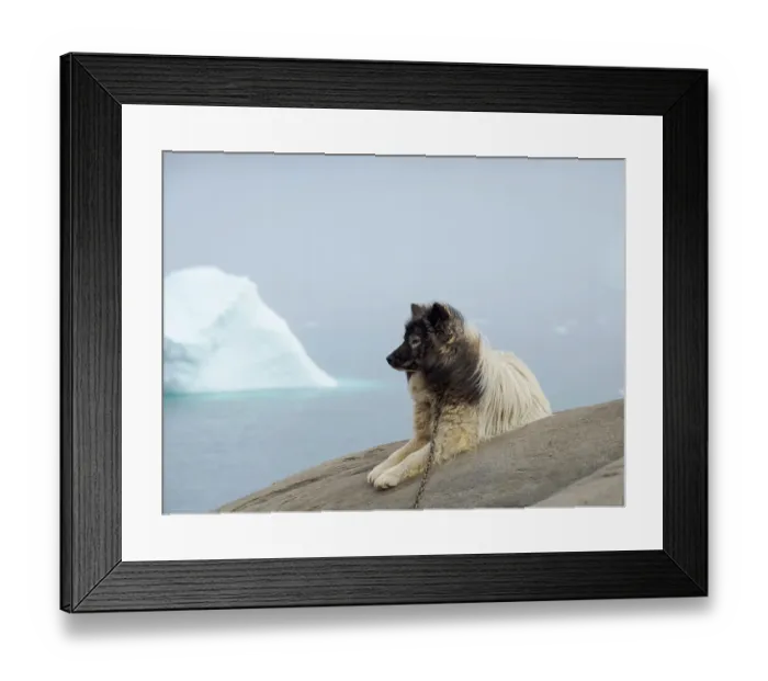 Framed Print : Sled dog in the small town Uummannaq. During winter the dogs are still used as dog teams to pull sledges of fishermen. Greenland, Danish Territory
