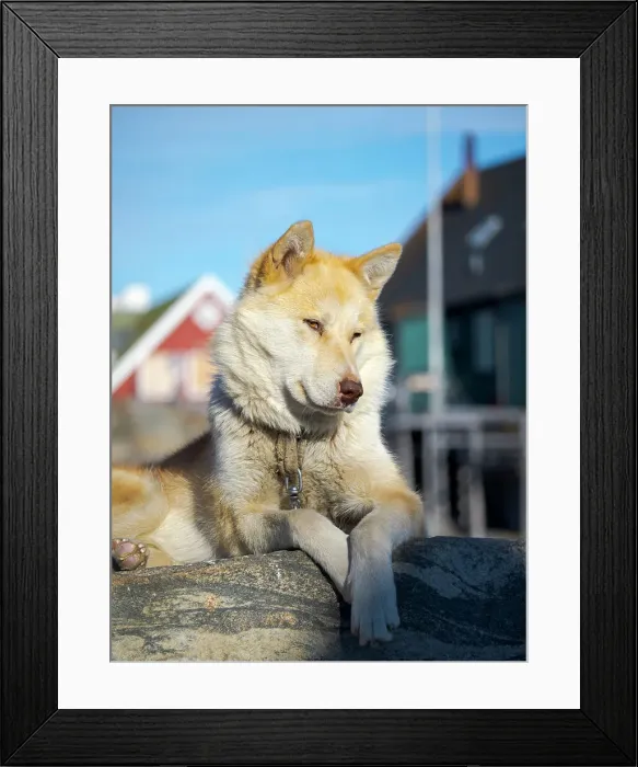 Framed Print : Sled dog in the small town Uummannaq. During winter the dogs are still used as dog teams to pull sledges of fishermen. Greenland, Danish Territory