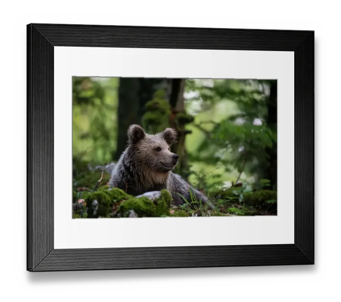 Framed Print : A European brown bear, Ursus arctos, resting in the forest. Notranjska forest, Inner Carniola, Slovenia Framed Print : A European brown bear, Ursus arctos, resting in the forest. Notranjska forest, Inner Carniola, Slovenia