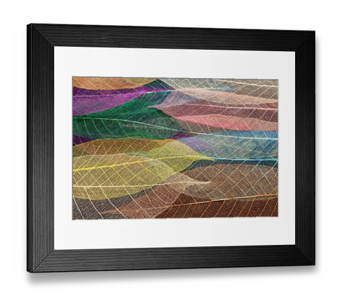 Framed Print : Multi-colored skeleton leaves arranged on black background Framed Print : Multi-colored skeleton leaves arranged on black background