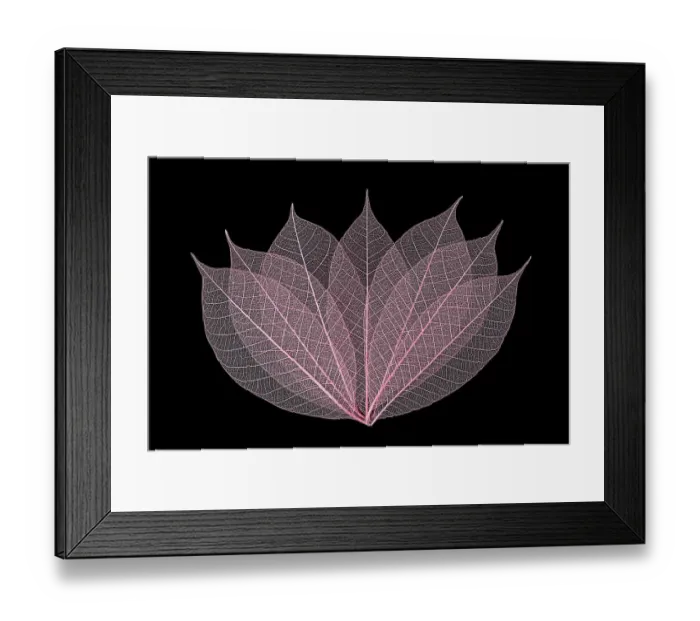Framed Print : Rose colored skeleton leaves arranged on black background Framed Print : Rose colored skeleton leaves arranged on black background