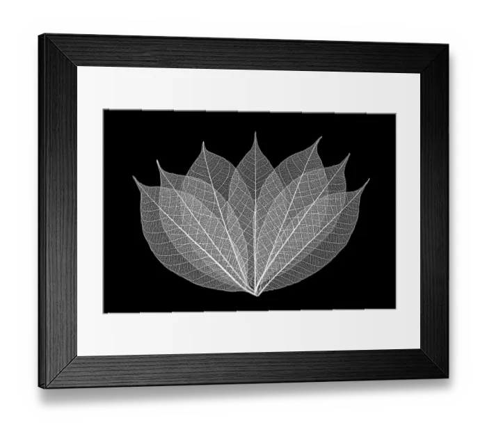 Framed Print : Skeleton leaves in black and white arranged on black background