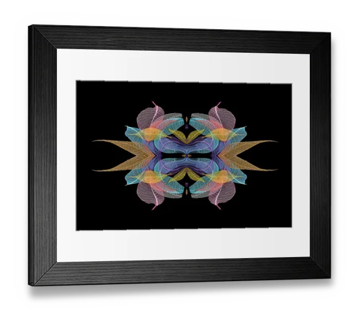 Framed Print : Multi-colored skeleton leaves arranged on black background Framed Print : Multi-colored skeleton leaves arranged on black background
