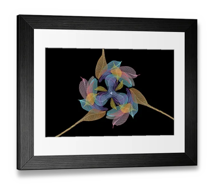 Framed Print : Multi-colored skeleton leaves arranged on black background Framed Print : Multi-colored skeleton leaves arranged on black background