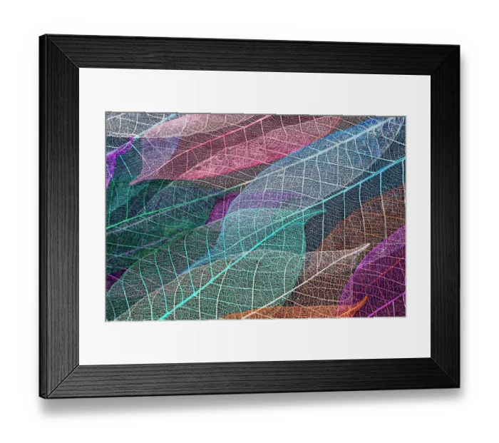 Framed Print : Multi-colored skeleton leaves arranged on black background Framed Print : Multi-colored skeleton leaves arranged on black background