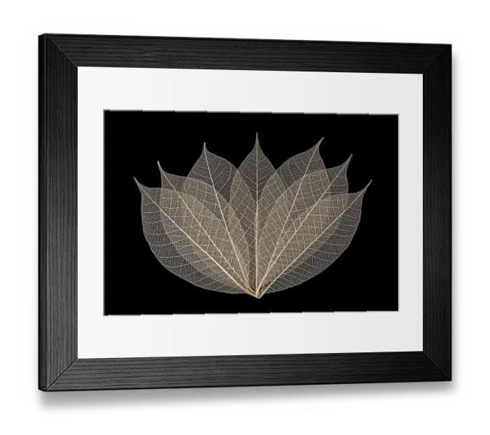 Framed Print : Skeleton leaves arranged on black background