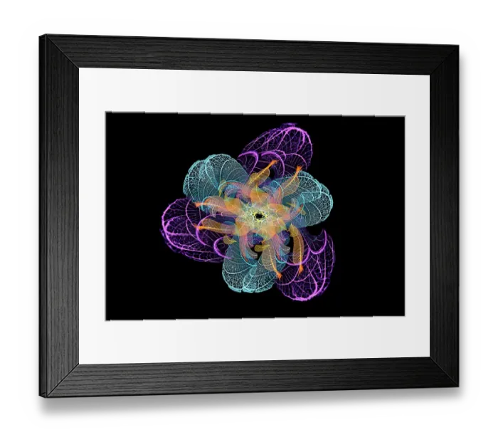 Framed Print : Multi-colored skeleton leaves arranged on black background Framed Print : Multi-colored skeleton leaves arranged on black background