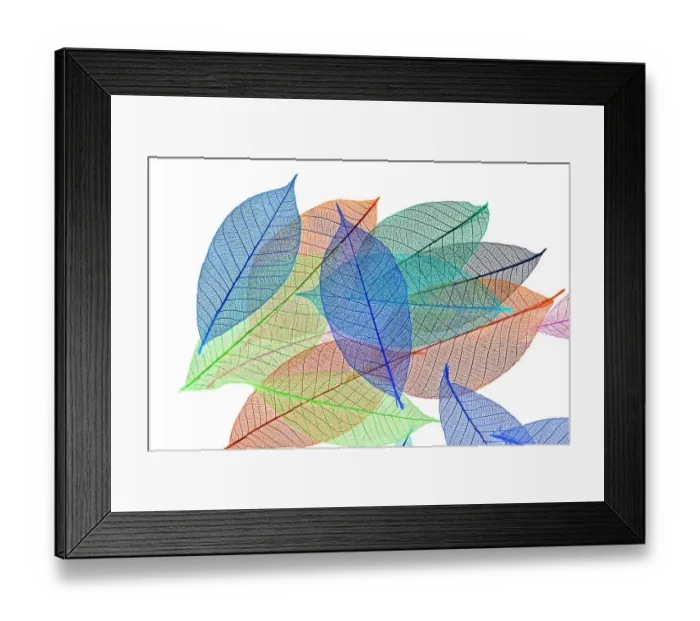 Framed Print : Multi-colored skeleton leaves arranged on white background Framed Print : Multi-colored skeleton leaves arranged on white background