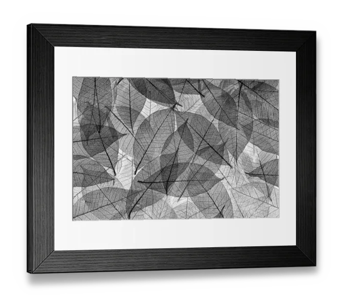 Framed Print : Black and white skeleton leaves arranged on black background