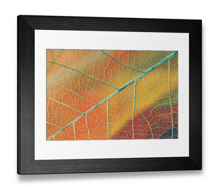 Framed Print : Pattern in single skeleton leaf