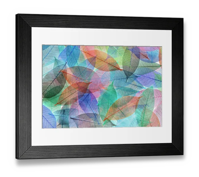 Framed Print : Multi-colored skeleton leaves arranged on black background Framed Print : Multi-colored skeleton leaves arranged on black background