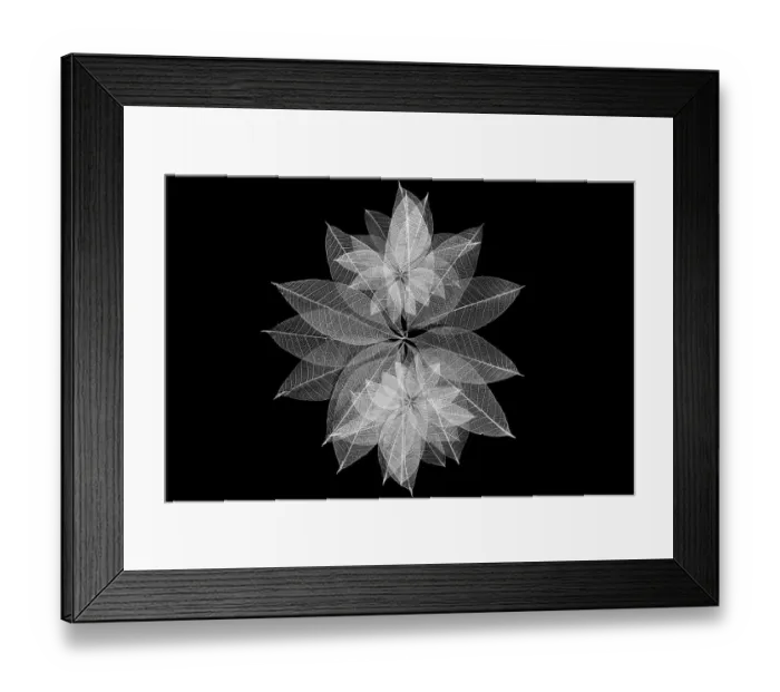 Framed Print : Multi-colored skeleton leaves arranged in radial pattern