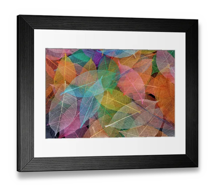 Framed Print : Multi-colored skeleton leaves arranged on black background Framed Print : Multi-colored skeleton leaves arranged on black background