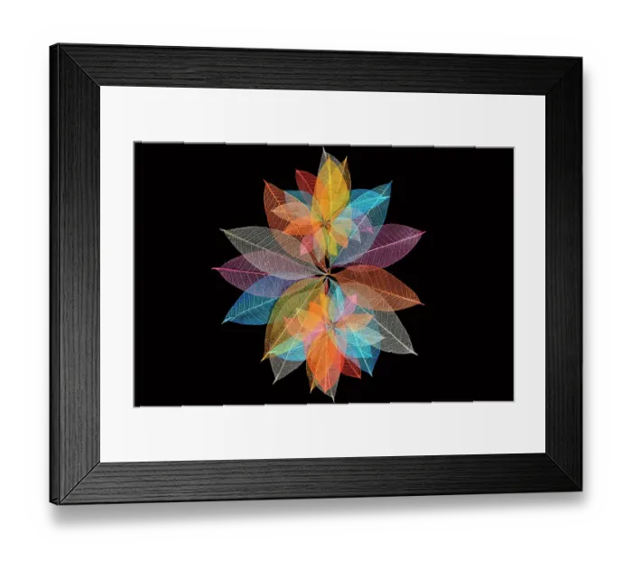 Framed Print : Multi-colored skeleton leaves arranged in radial pattern