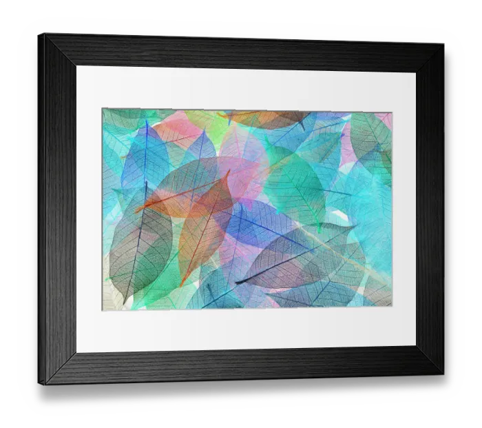Framed Print : Multi-colored skeleton leaves arranged on white background Framed Print : Multi-colored skeleton leaves arranged on white background
