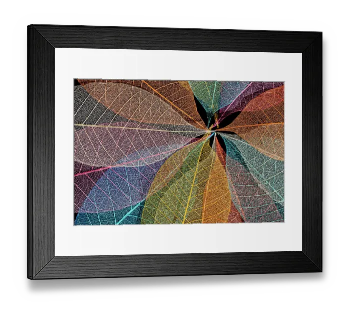 Framed Print : Multi-colored skeleton leaves arranged in radial pattern