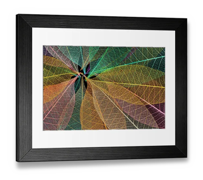 Framed Print : Multi-colored skeleton leaves arranged in radial pattern Framed Print : Multi-colored skeleton leaves arranged in radial pattern