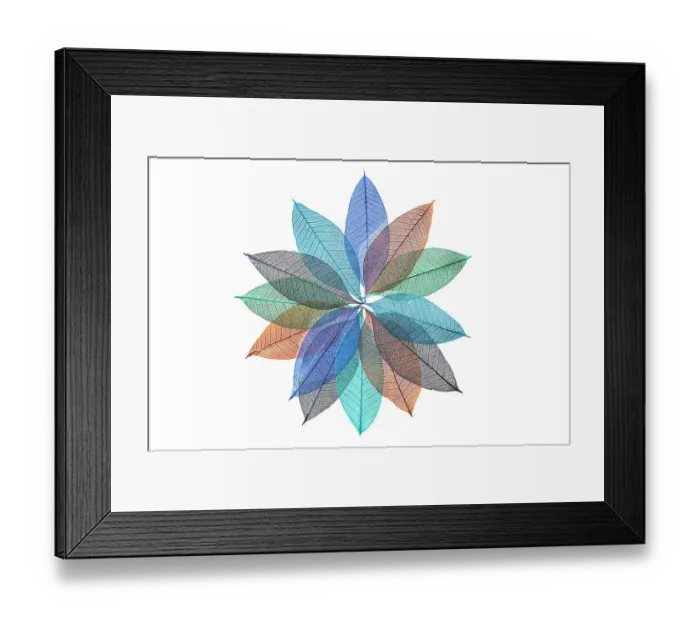 Framed Print : Multi-colored skeleton leaves arranged in radial pattern on white background