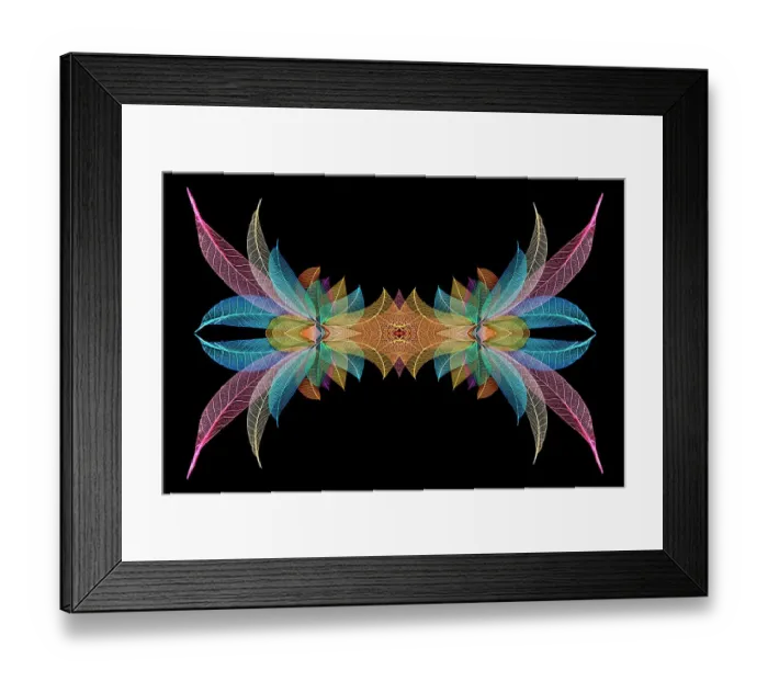 Framed Print : Multi-colored skeleton leaves arranged on black background Framed Print : Multi-colored skeleton leaves arranged on black background