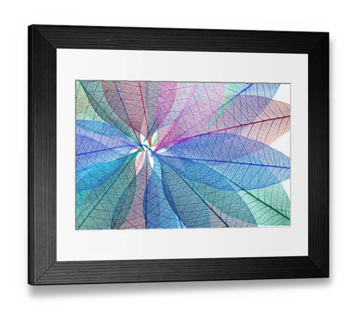 Framed Print : Multi-colored skeleton leaves arranged in radial pattern on white background Framed Print : Multi-colored skeleton leaves arranged in radial pattern on white background