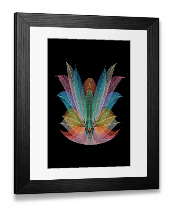 Framed Print : Multi-colored skeleton leaves arranged on black background Framed Print : Multi-colored skeleton leaves arranged on black background