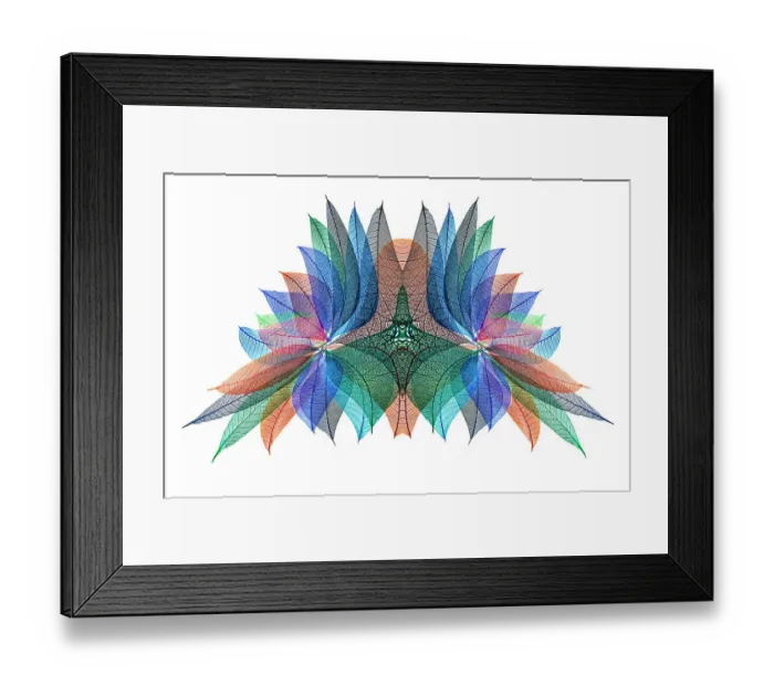 Framed Print : Multi-colored skeleton leaves arranged on white background