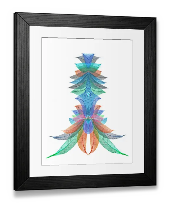 Framed Print : Multi-colored skeleton leaves arranged on white background