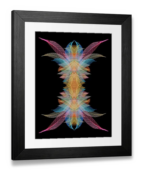 Framed Print : Multi-colored skeleton leaves arranged on black background Framed Print : Multi-colored skeleton leaves arranged on black background
