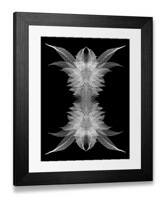 Framed Print : White skeleton leaves arranged on black background